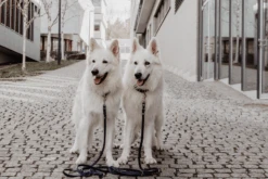 Butter Leather 3x Adjustable Dog Leash - Navy Blue By Molly And Stitch US -Outdoor Products Store 6R84c6QA