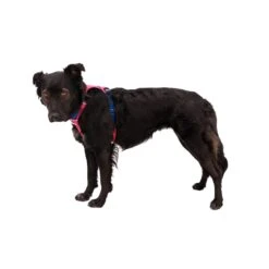 Ruffwear Hi & Light Harness -Outdoor Products Store hilight pnk3