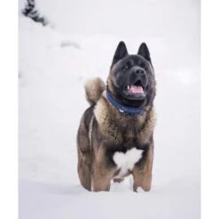 Touch Of Leather Dog Collar - Navy By Molly And Stitch US 14 Touch Of Leather Dog Collar - Navy By Molly And Stitch US -Outdoor Products Store touch of leather dog collar navy 1 54e53145 126a 4eb2 90b8 228b567f53a6