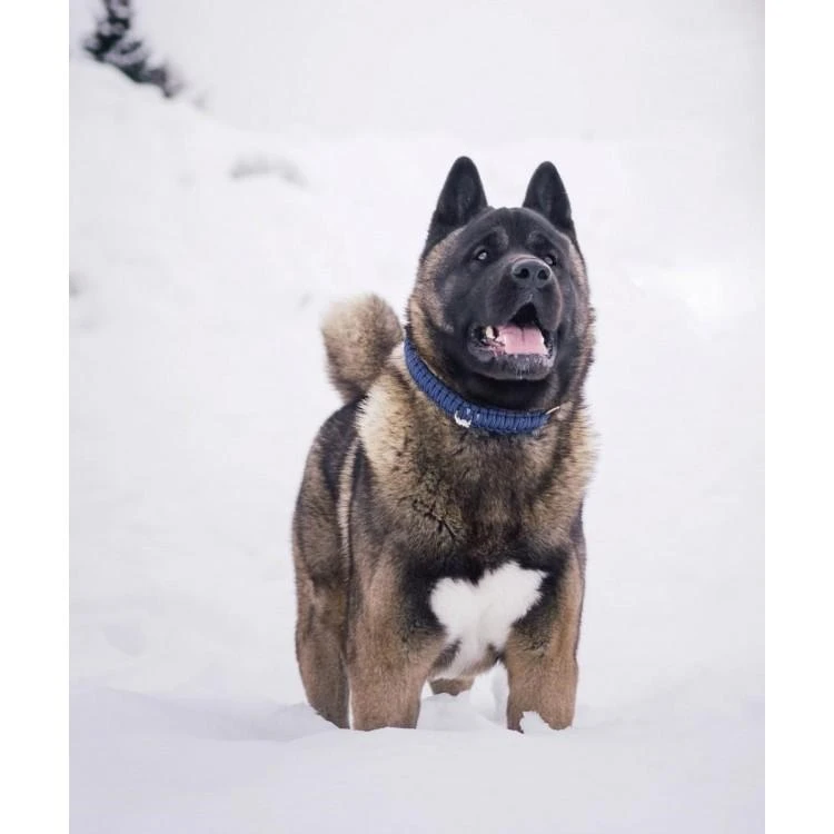 Touch Of Leather Dog Collar - Navy By Molly And Stitch US 8 Touch Of Leather Dog Collar - Navy By Molly And Stitch US - Image 6